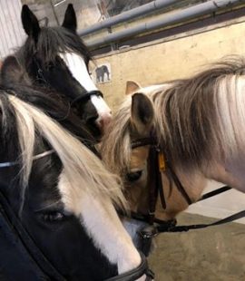tre hästar i ett stall